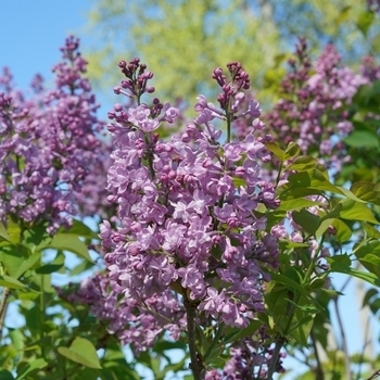 Syringa hyacinthiflora - Lilac 'Double Blue'