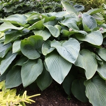 Hosta - Hosta 'Empress Wu'