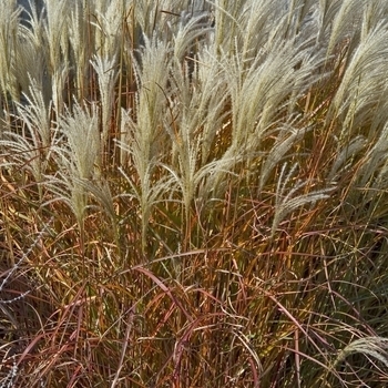 Miscanthus sinensis - Maiden Grass 'Huron Star'