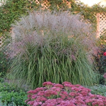Miscanthus sinensis - Maiden Grass 'Malepartus'
