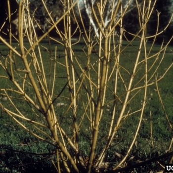 Cornus sericea - Dogwood 'Arctic Fire Yellow'