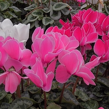 Cyclamen cilicium - Cyclamen