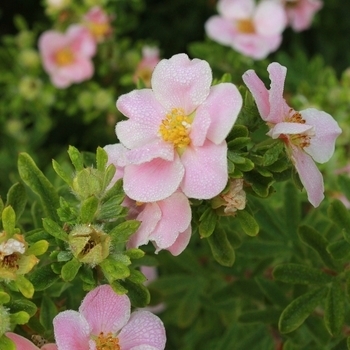 Potentilla fruticosa - Potentilla 'Pink Beauty'