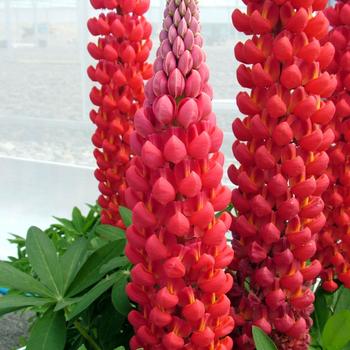 Lupinus polyphyllus - Lupine 'Westcountry Beefeater'