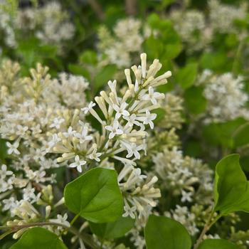 Syringa - Lilac 'Pearl Potion'