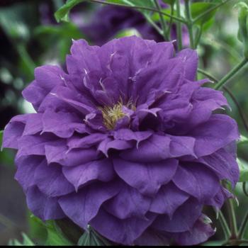 Clematis - Clematis 'Kiri Te Kanawa'