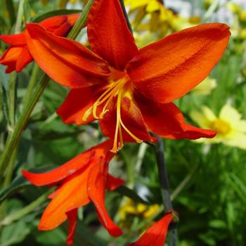 Crocosmia - Montbretia 'Babylon' Crocosmia - Montbretia 'Babylon'