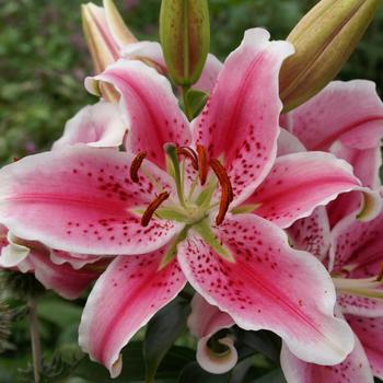 Lilium - Lily 'Oriental Mix' Lilium - Lily 'Oriental Mix'