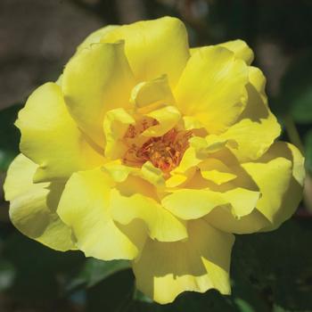 Rosa - Rose 'Golden Showers'