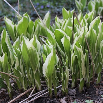 Hosta - Hosta 'Let's Twist Again'