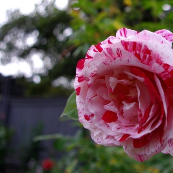 Rosa - Rose 'Rock and Roll'