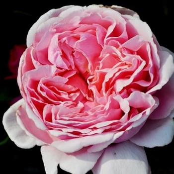 Rosa - Rose 'Queen of Elegance'