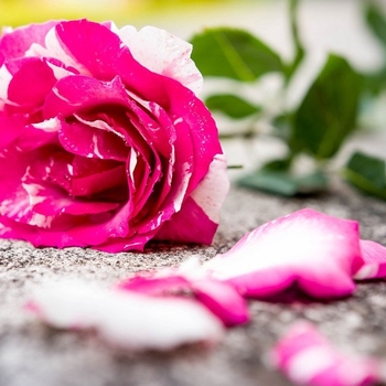 Rosa - Rose 'Fly so High'