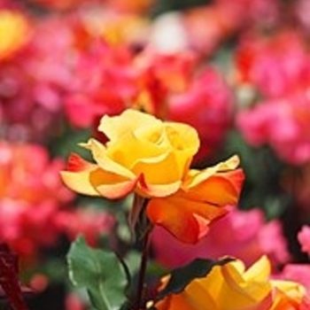 Rosa - Rose 'Pinata' 