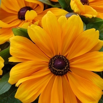 Rudbeckia Fulgida (Black Eyed Susan) - Rudbeckia 'Toto Gold' 