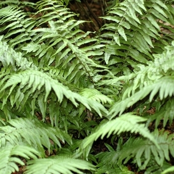 Dryopteris affinis - Fern 'The King' Dryopteris affinis - Fern 'The King'