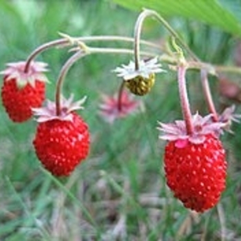 Fragaria chiloensis - Strawberry 'Beach' Fragaria chiloensis - Strawberry 'Beach'