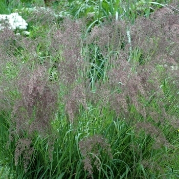 Calamagrostis acutiflora - Feather Reed Grass 'Waldenbuch' 