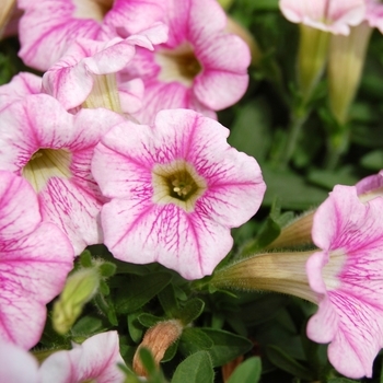Petunia - Petunia 'Shock Wave Pink Vein'