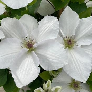 Clematis - Clematis 'Miss Bateman'