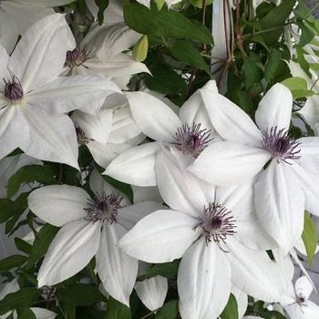 Clematis - Clematis 'Vancouver Fragrant Star'