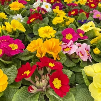 Primrose 'Multiple Varieties'