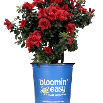 Rhododendron hybrid - Azalea 'Ever After Ruby'