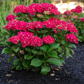 Hydrangea macrophylla - Hydrangea 'Drama Queen' 