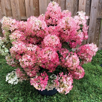 Hydrangea paniculata - Hydrangea 'Hot Sauce'