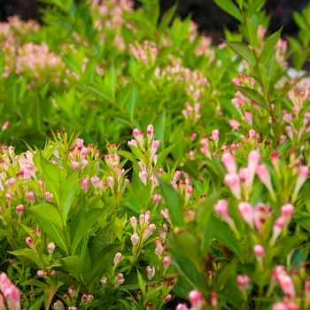 Weigela florida - Weigela 'Peach Kisses' 