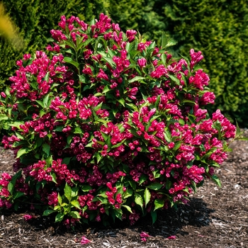 Weigela florida - Weigela 'Watermelon Kisses'