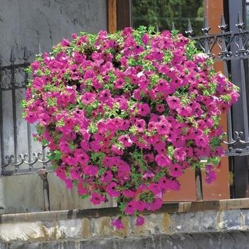 Petunia - Petunia 'Surfinia® Brilliant Pink'