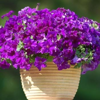 Petunia - Petunia 'Surfinia® Purple Majesty'
