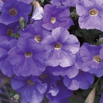 Petunia - Petunia 'Surfinia® Sky Blue'