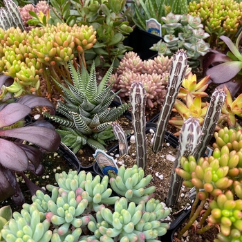 Assorted Varieties - Succulents