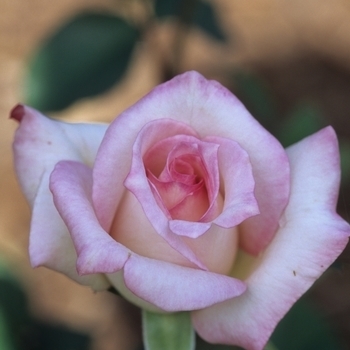 Rosa - Rose 'Moonstone'