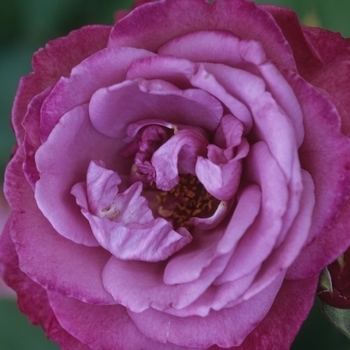 Rosa - Rose 'Angel Face'
