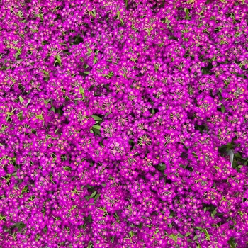 Lobularia maritima - Alyssum 'Easter Bonnet Violet'