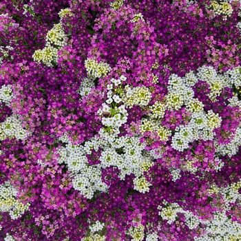 Lobularia maritima - Alyssum 'Easter Bonnet Mix'
