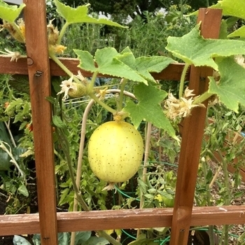 Cucumis sativus - Cucumber 'Lemon'