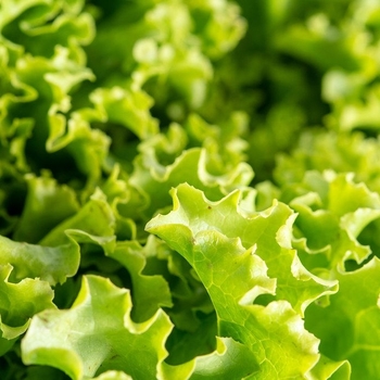 Latuca sativa - Lettuce 'Amanda'