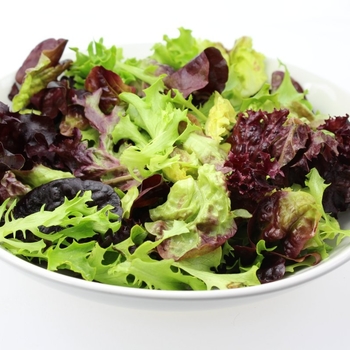 Latuca sativa - Lettuce 'Bistro Blend'