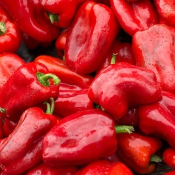 Sweet Pepper - Pepper 'Costa Rican Sweet'