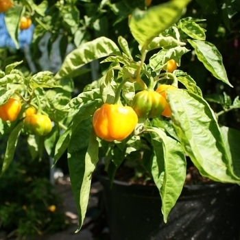 Hot Pepper - Pepper 'Scotch Bonnet'