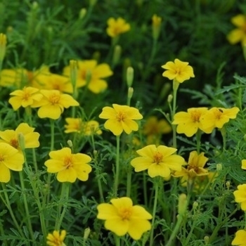 Tagetes - Marigold 'Lemon Gem' Tagetes - Marigold 'Lemon Gem'