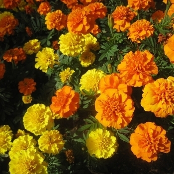 Tagetes erecta - Marigold 'Crackerjack Mix'