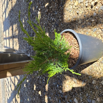 Juniperus chinensis - Juniper 'Mint Julep'