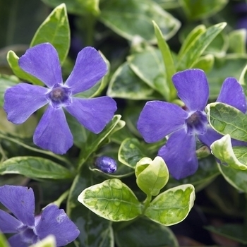 Vinca minor - Periwinkle