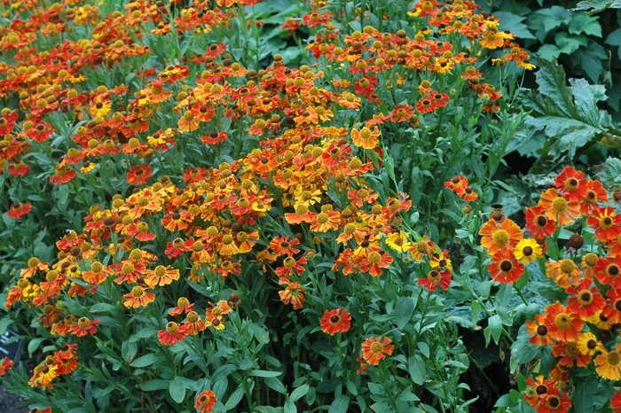 Sneezeweed 'Moerheim Beauty' - Helenium autumnale from The Flower Spot