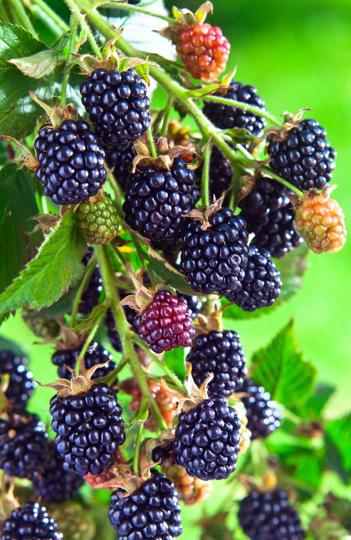 Blackberry 'Arapaho' - Rubus fruiticosus from The Flower Spot
